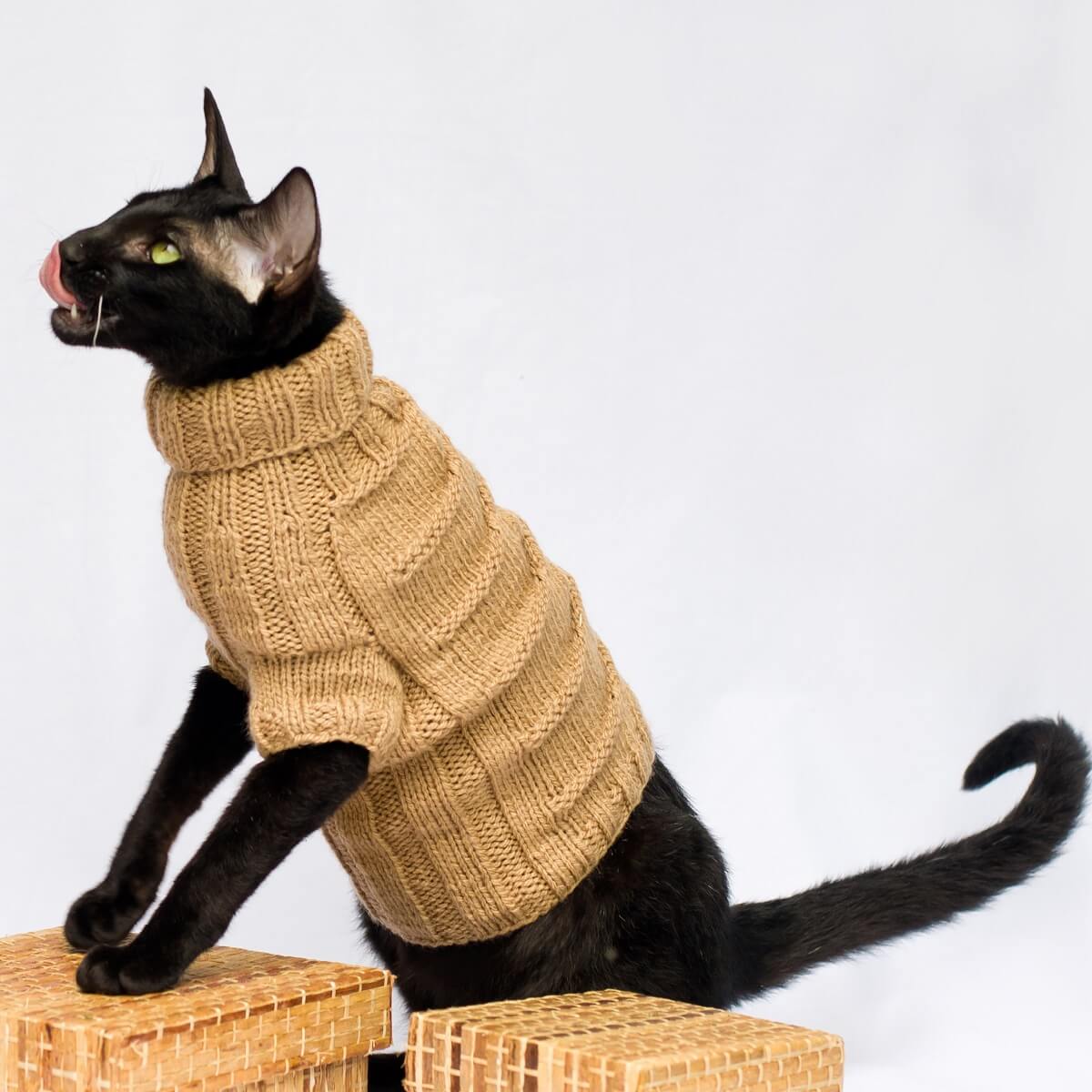 cat sweater