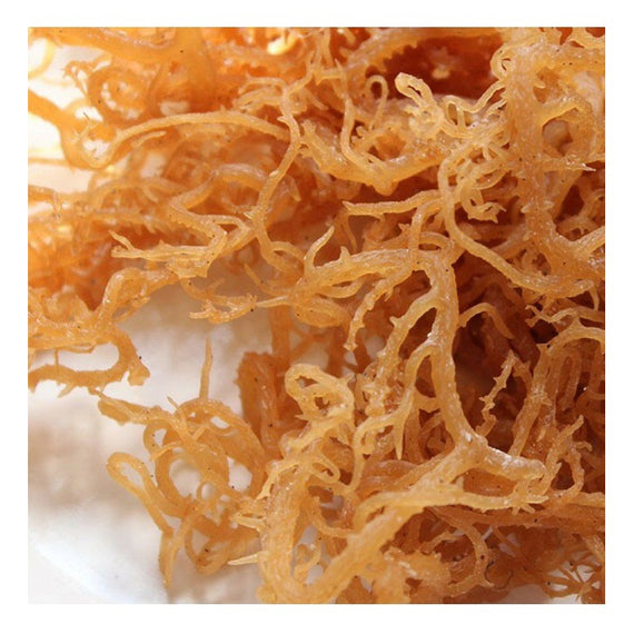 High Grade Sun-Dried Irish Moss 5kg – PanChef