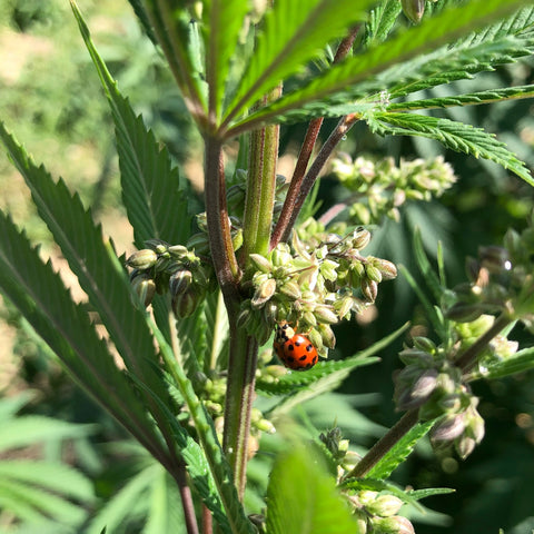 cannabis fiori maschili