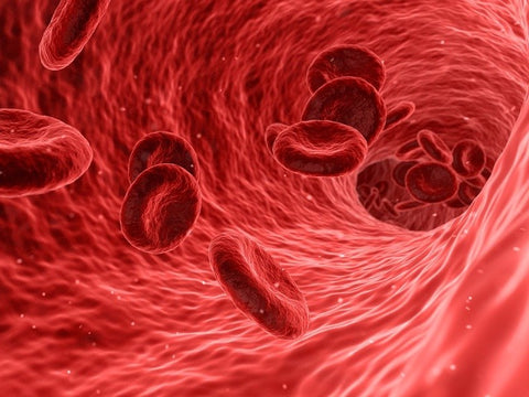 globuli rossi fluiscono in vena