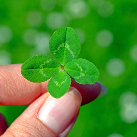 Four Leaf Clover Lucky