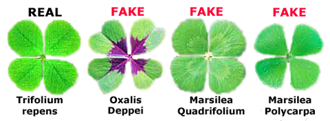 Why are Four-Leaf Clovers Lucky? 