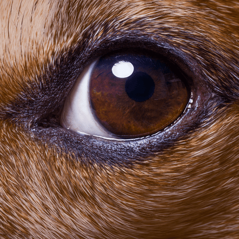 Diabetic Dogs Get Cataract