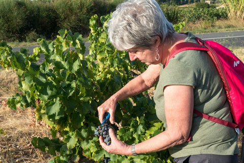 Suzette Watkins picking grapes near Carcassonne