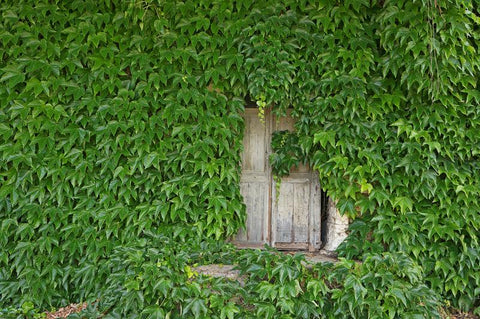 Ivy-covered doorway in Siorac en Perigord, Dordogne, France: taken by Mike Fewster.