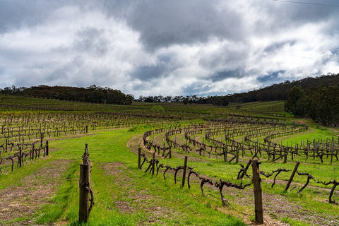 winter vineyard, Clare Valley