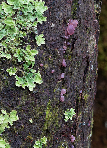 A small purple fungus found in the Enchanted Walk at Cradle Mountain Tasmania - the basis of a sterling silve and amethyst pendant