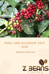 Z beans quality Ecuadorian coffee