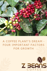 The journey of a coffee bean: how is coffee is grown?
