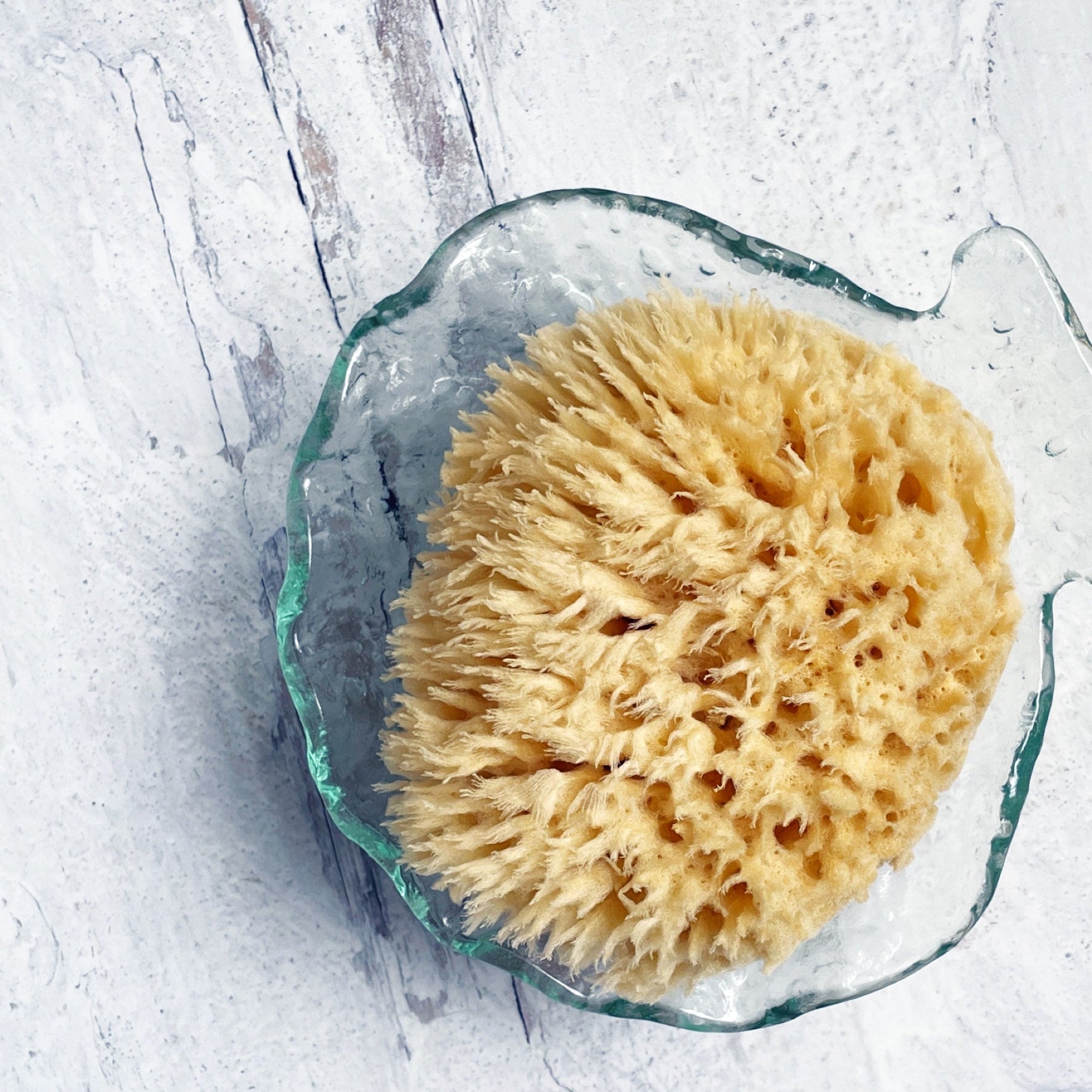 Silky Facial Sea Sponge - Gilded Olive Apothecary