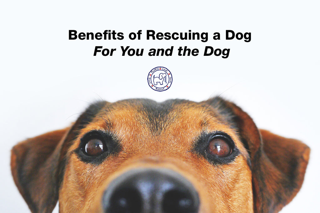 Puppie Love Benefits Of Rescuing A Dog For You And The Dog