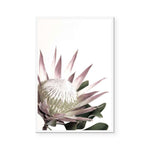 Open Protea – The Art And Framing Company