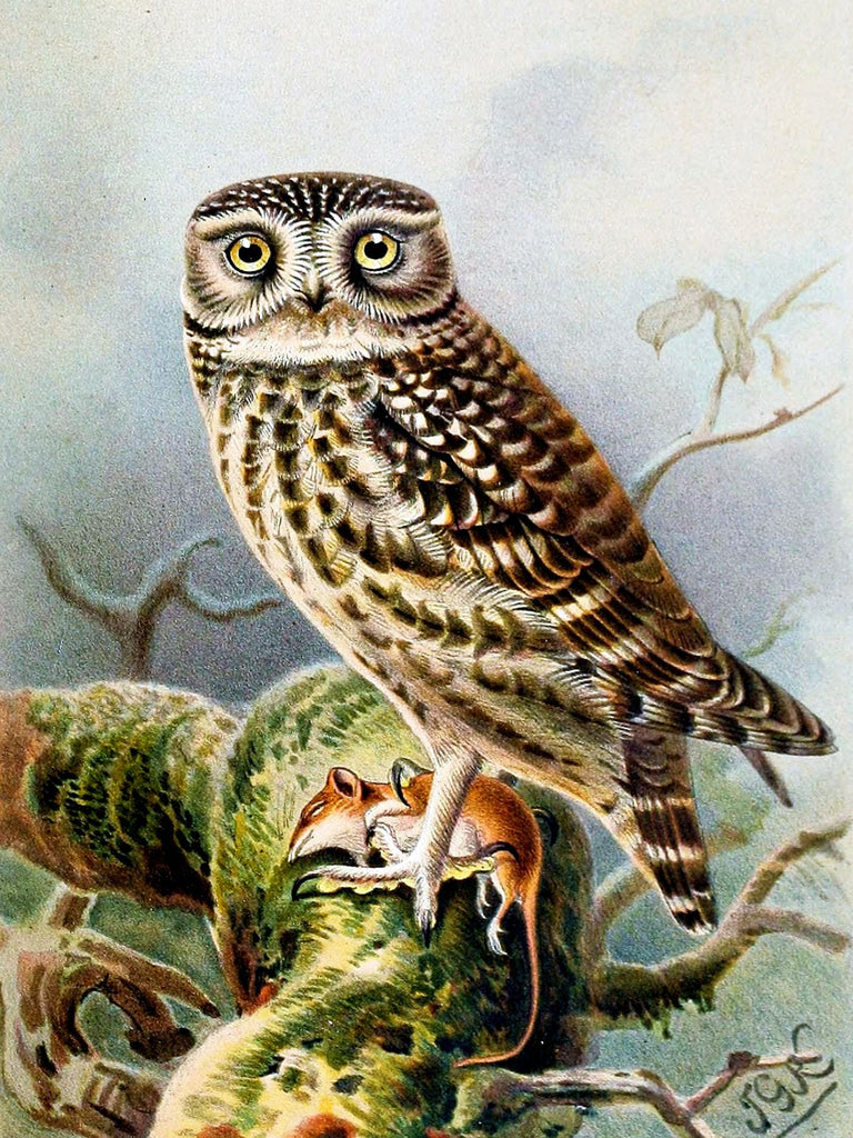 Snowy Owl Diamond Painting Kit (Full Drill) – Paint With Diamonds