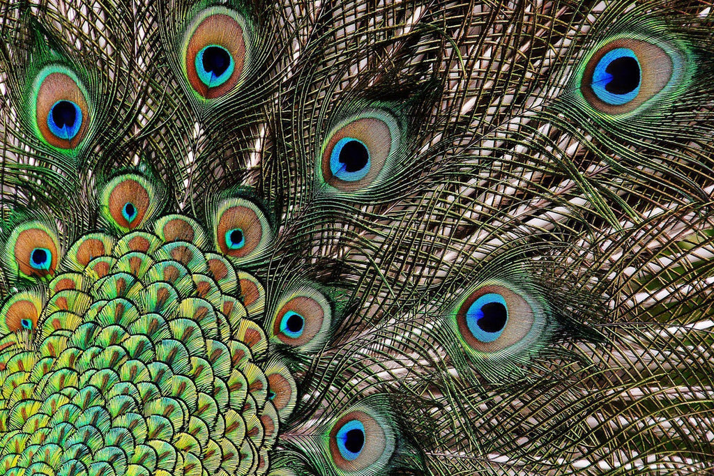 Monochromatic Peacock  Diamond Painting – Diamondpaintingpro