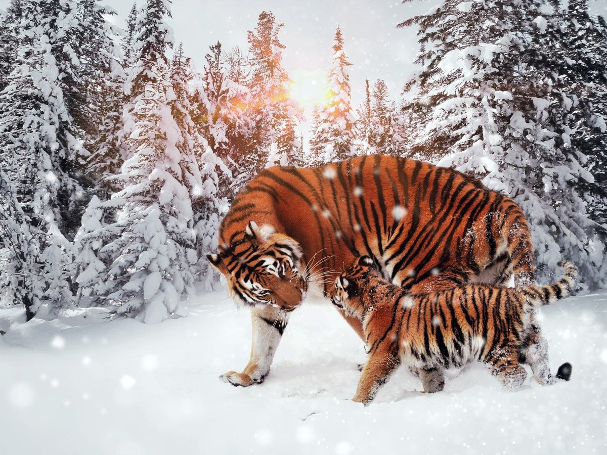 Tigers In Snow" Diamond Painting Kit (Full Drill) - Paint With Diamonds