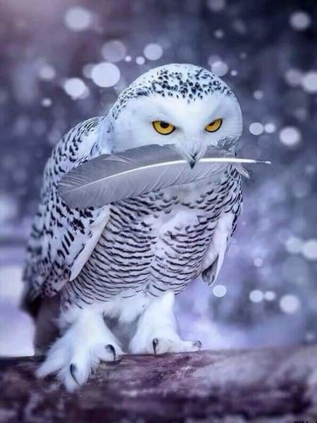 Beautiful Owl Diamond Art – Paint by Diamonds