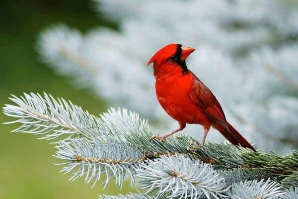 North American Cardinal-Full Round Diamond Painting