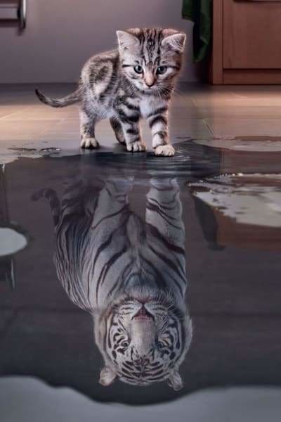 White Tiger Kitty\