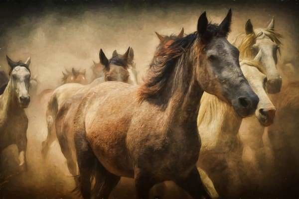 Wild Horses - Paint by Diamonds – All Diamond Painting