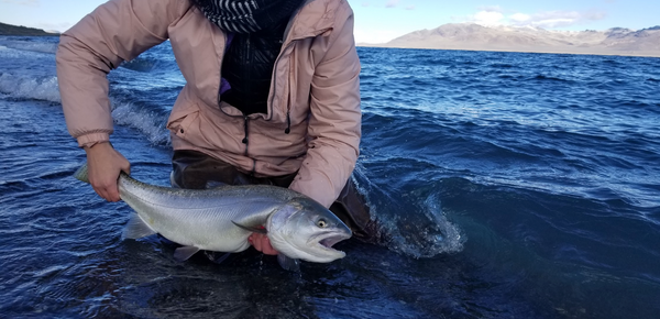 Rigging for Pyramid Lake's Giant Lahontan Cutthroats – Mystic Outdoors