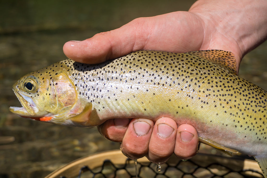 Get Started Spey Fishing for Trout – Mystic Outdoors