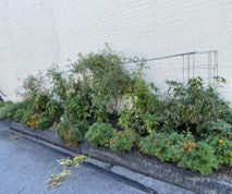 mini garden bins