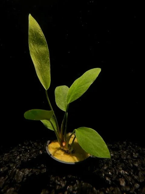 0112 POT - Congensis; Anubias congensis