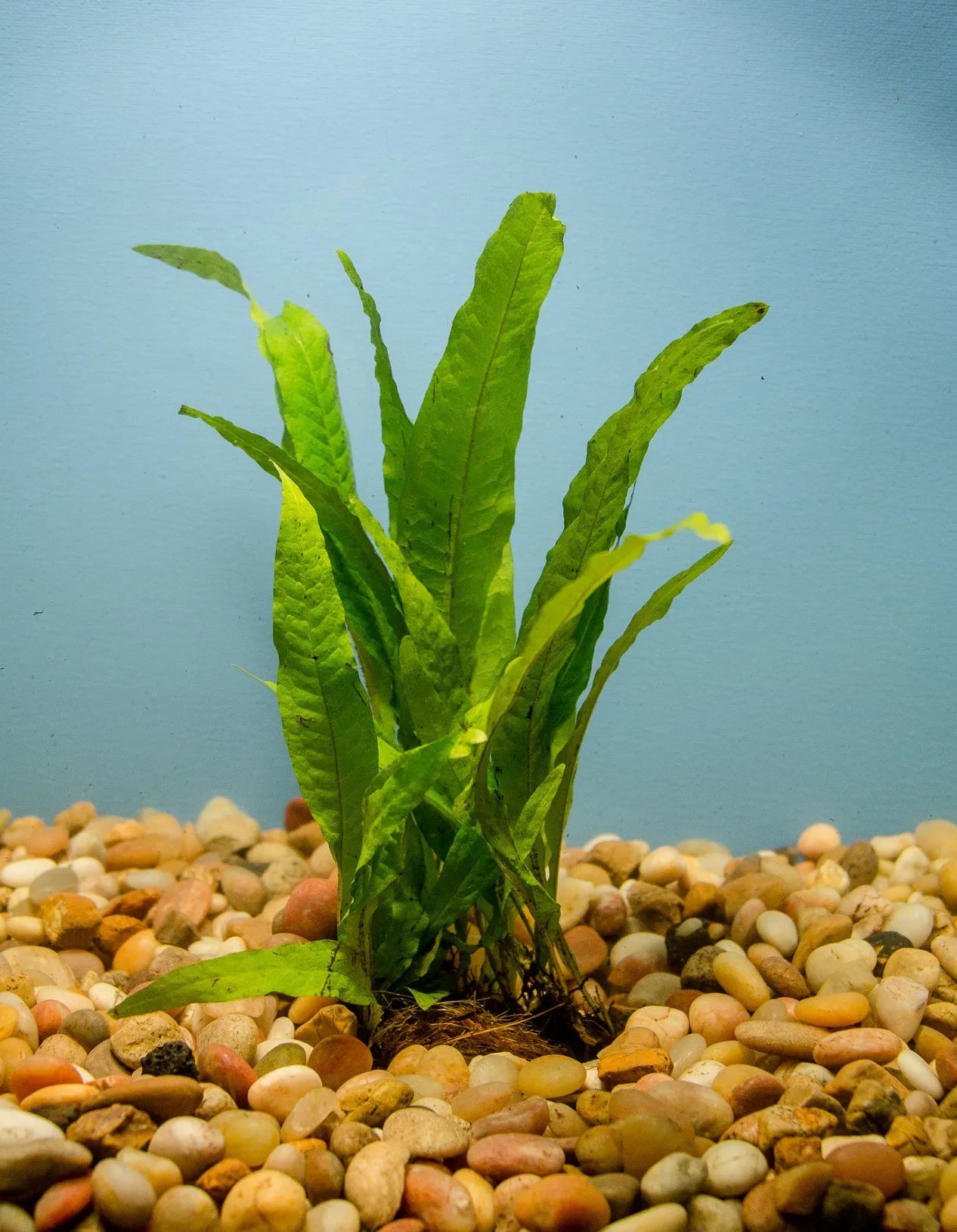 0100 Java Fern Half mat, large; Microsorum pteropus