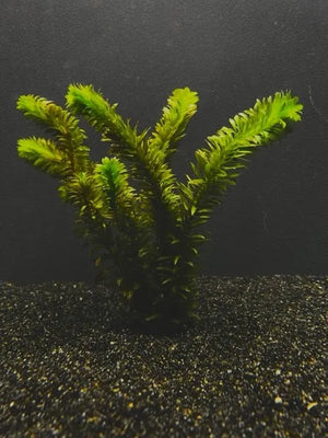 0085  Anacharis leaded; Egeria densa (Elodea densa) - TK Aquatics
