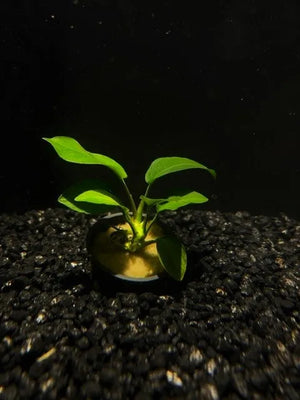 0119 POT - Nana; Anubias barteri var nana - TK Aquatics