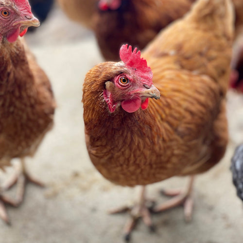 Big Raven Farm Chickens!