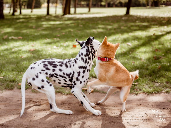 Dalmata és shiba inu