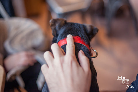 Csipesz Basic Red Collar