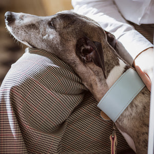 dog's neck collar