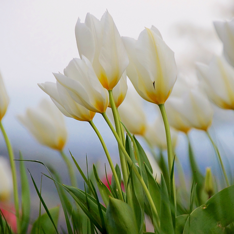 image of white tulips in Spring