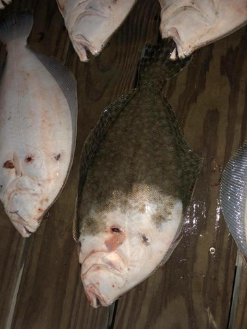 Rare Flounder