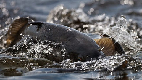 Bowfishing Carp Spawn