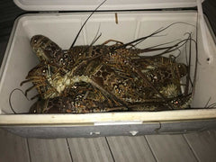 What are the best lights and equipment to bully net lobster