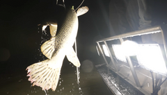 The Guide to Buying the Best Bowfishing Lights For Sale