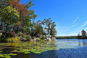 bowfishing spot with lily pads and trees