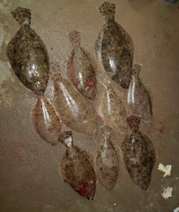 flounder from wading and gigging at night
