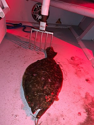 flounder in boat with gig