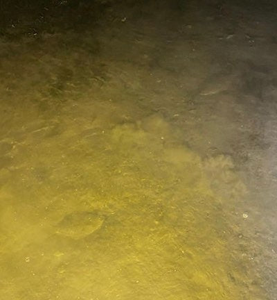 flounder laying on bottom of bay floor