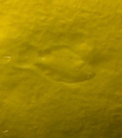 flounder on mud flats bottom