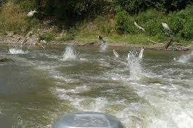 silver carp jumping on boat wake