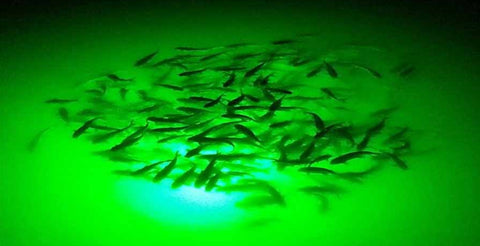 Catching Snook with Underwater Green Fishing Lights