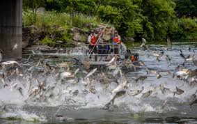 asian carp taking over a lake and other water ways