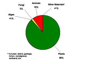 wild hog food source infographic