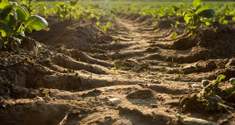 Sendero o camino de trail running de tierra entre un cultivo en verano.