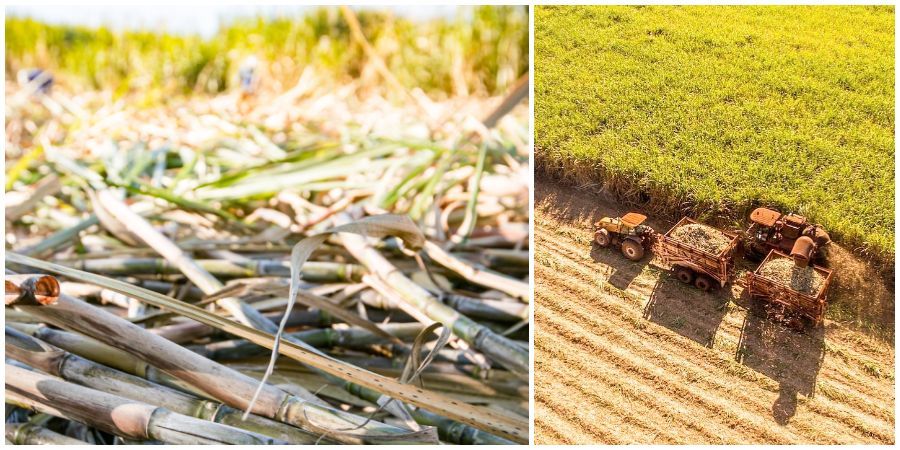 la perruche sugar cane field